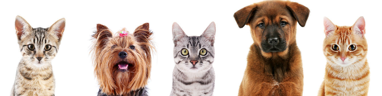 Soins oculaires chiens et chats